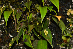 Pleurothallis truncata