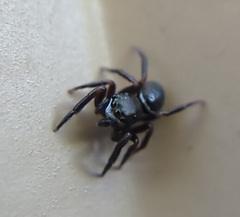 Chalcoscirtus diminutus