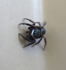 Chalcoscirtus diminutus