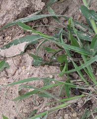 Mesostenus thoracicus