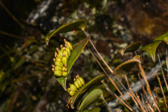 Pleurothallis truncata