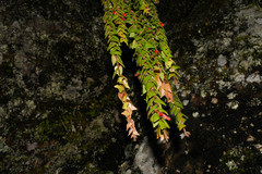 Sphyrospermum sodiroi