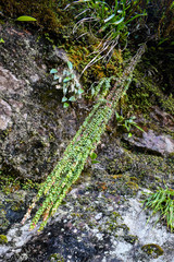 Sphyrospermum sodiroi