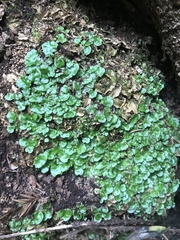 Lunularia