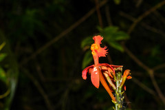 Epidendrum cochlidium