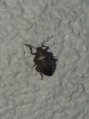 Rhacognathus punctatus