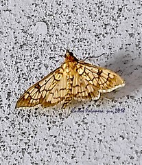 Mimorista subcostalis