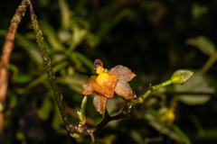 Cyrtochilum diodon