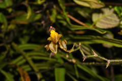Cyrtochilum diodon