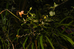 Cyrtochilum diodon