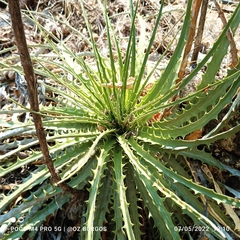 Hechtia podantha