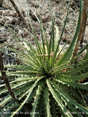 Hechtia podantha