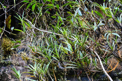 Maxillaria aggregata