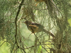 Campylorhynchus zonatus