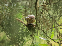 Campylorhynchus zonatus