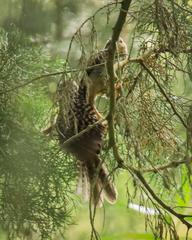 Campylorhynchus zonatus