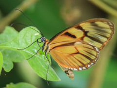 Athesis clearista