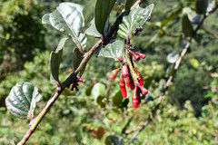 Macleania coccoloboides