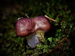 Cortinarius archeri