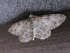 Protoboarmia simpliciaria