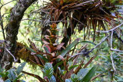 Guzmania gloriosa