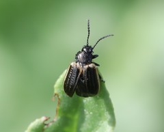 Microtheca ochroloma