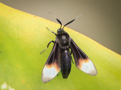 Myrmecopsis strigosa