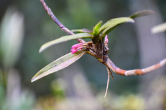 Maxillaria aggregata