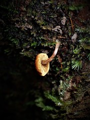 Gymnopilus eucalyptorum