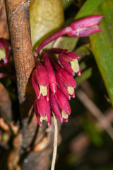 Maxillaria aggregata