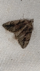 Thera cupressata