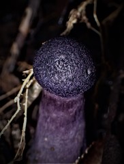 Cortinarius kioloensis