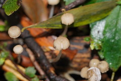 Roridomyces austrororidus