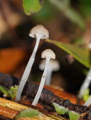 Roridomyces austrororidus