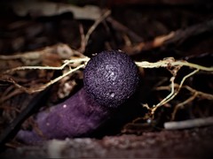 Cortinarius kioloensis