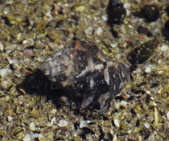 Stramonita biserialis