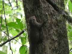 Microsciurus alfari