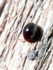Clambidae