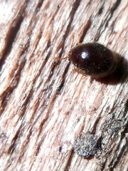 Clambidae