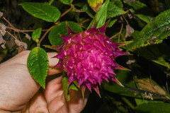 Elleanthus capitatus