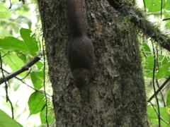 Microsciurus alfari