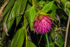 Elleanthus capitatus