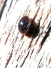 Clambidae