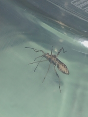 Neomegalotomus parvus