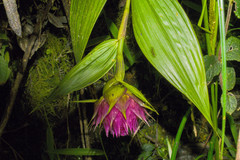 Elleanthus capitatus