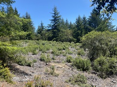 Arctostaphylos regismontana