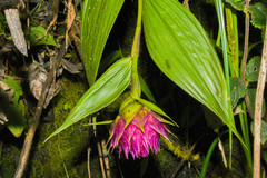 Elleanthus capitatus