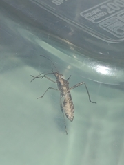 Neomegalotomus parvus