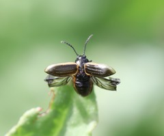 Microtheca ochroloma