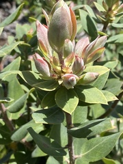 Arctostaphylos regismontana